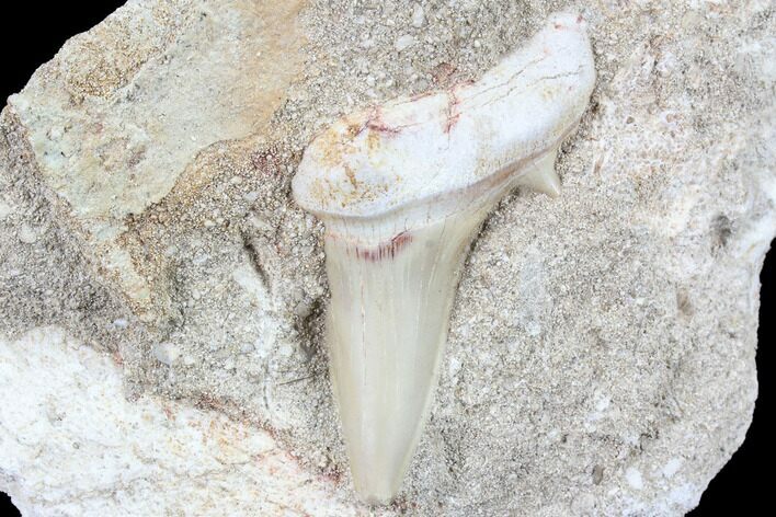 Otodus Shark Tooth Fossil In Rock - Eocene #87000